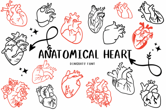 Anatomical Heart 1 First Impressions